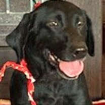 Thumbnail photo of LadyBird #1