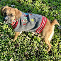 Thumbnail photo of Bambi #4