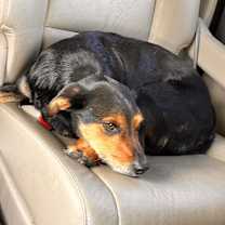 Thumbnail photo of Chase #1