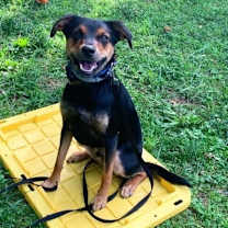 Thumbnail photo of Chase #2