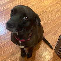 Thumbnail photo of Zoey #4