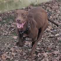 Thumbnail photo of Chocolatta #2