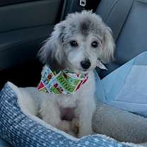 Thumbnail photo of Sookie #1