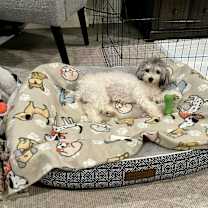 Thumbnail photo of Sookie #2