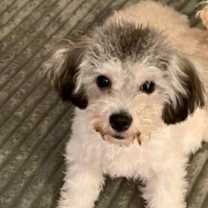 Thumbnail photo of Sookie #3