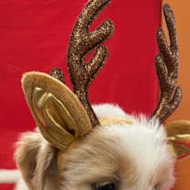 Thumbnail photo of Skipper #2