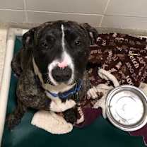 Thumbnail photo of Trixie #2