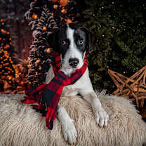 Thumbnail photo of Kona Summer #1