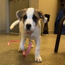 Thumbnail photo of Scarlett #1