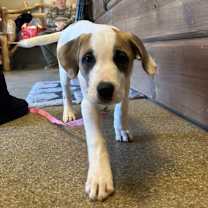 Thumbnail photo of Scarlett #2