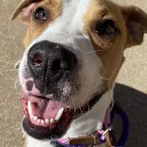 Thumbnail photo of Stallion #3