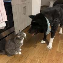 Thumbnail photo of Teddy #2