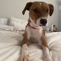 Thumbnail photo of Precious #1