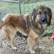 Thumbnail photo of Bruno #1