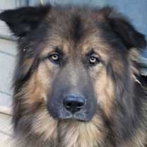 Thumbnail photo of Bruno #2