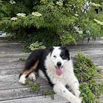 Thumbnail photo of Ace #3