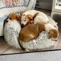 Thumbnail photo of Cider #4