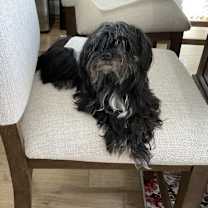 Thumbnail photo of Tuxedo #4