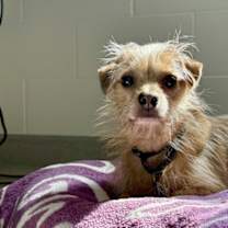 Thumbnail photo of Tony Bologna #2