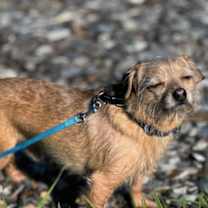 Thumbnail photo of Tony Bologna #3