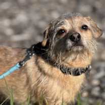 Thumbnail photo of Tony Bologna #4