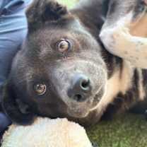 Thumbnail photo of Lottie #1