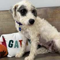 Thumbnail photo of Dawn #2