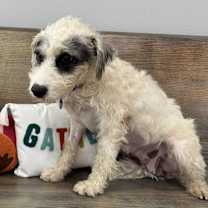 Thumbnail photo of Dawn #4