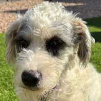 Thumbnail photo of Dawn #1