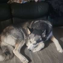 Thumbnail photo of Duke #1