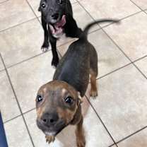 Thumbnail photo of Tinsel #1