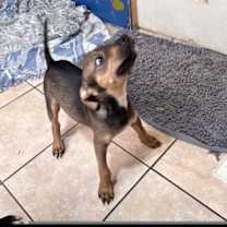 Thumbnail photo of Tinsel #2