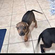 Thumbnail photo of Tinsel #3