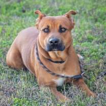 Thumbnail photo of F25 LG 1582 Scooby #1