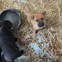 Thumbnail photo of Igor #1