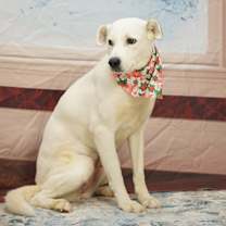 Thumbnail photo of Miss Wiggles #1