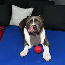 Thumbnail photo of Biggie #3