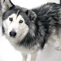 Thumbnail photo of Tula* #1