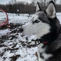 Thumbnail photo of Kovu #4