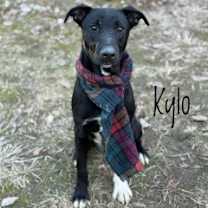 Thumbnail photo of Kylo 125760 #2