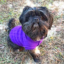 Thumbnail photo of Brutus #1