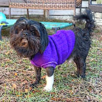 Thumbnail photo of Brutus #3