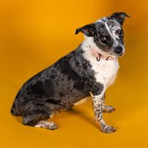 Thumbnail photo of Ruby #3