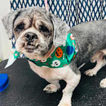 Thumbnail photo of Oreo Pie KV #2