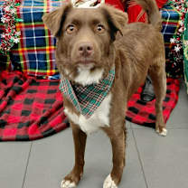 Thumbnail photo of Milkyway aka Zeke CS #1