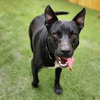 Thumbnail photo of Batman KA* #1