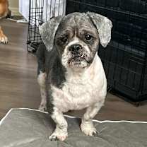 Thumbnail photo of Oreo Pie KV #1