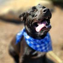 Thumbnail photo of Batman KA* #3