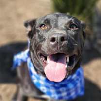 Thumbnail photo of Batman KA* #4