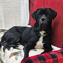 Thumbnail photo of Odin #1